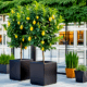 Tree Planters -Option 1
