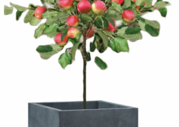 Tree Planters -Option 2