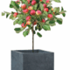 Tree Planters -Option 2