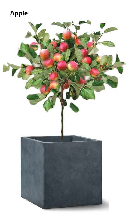 Tree Planters -Option 2