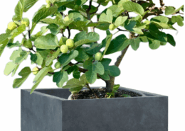 Tree Planters -Option 4