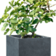 Tree Planters -Option 4