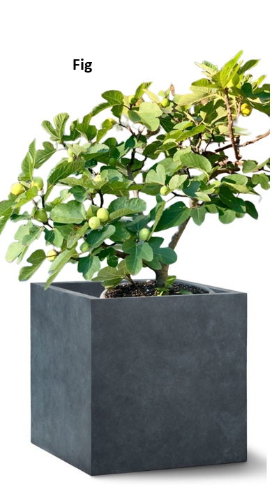 Tree Planters -Option 4