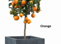 Tree Planters -Option 6