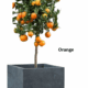 Tree Planters -Option 6