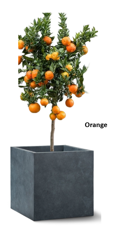 Tree Planters -Option 6