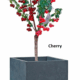 Tree Planters -Option 3