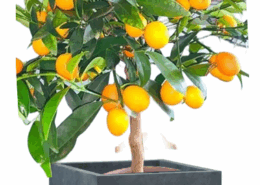 Tree Planters -Option 5