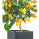Tree Planters -Option 5
