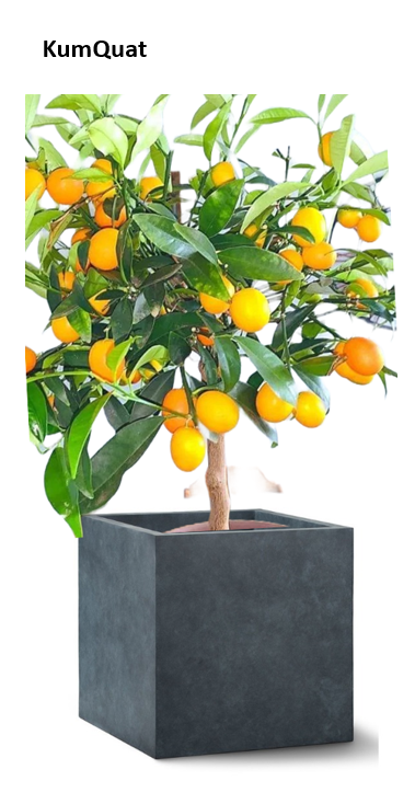 Tree Planters -Option 5