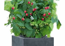 Tree Planters -Option 7