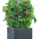 Tree Planters -Option 7