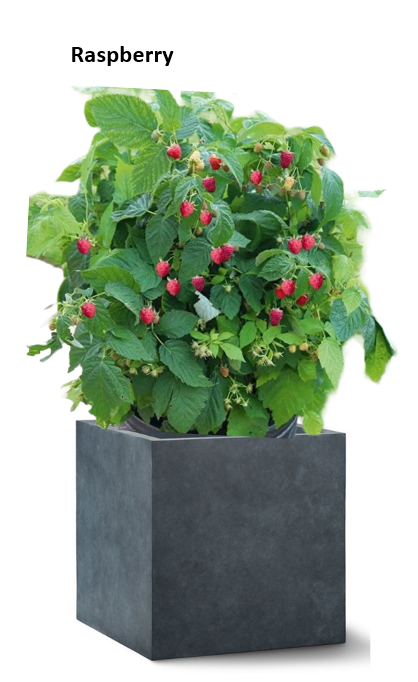 Tree Planters -Option 7