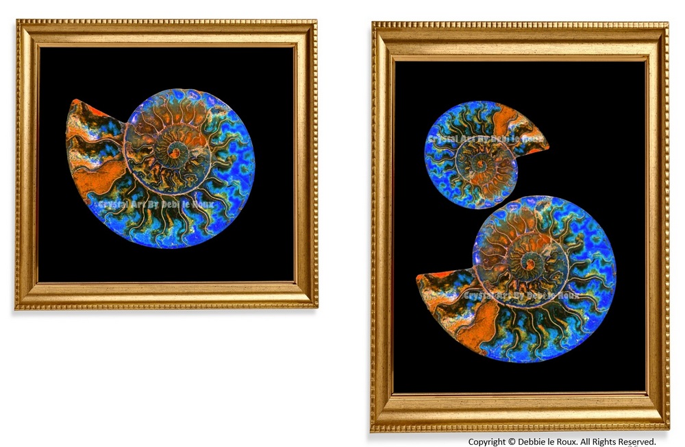Ammonite-Black- Plexi-Bright-blue-gold-frame